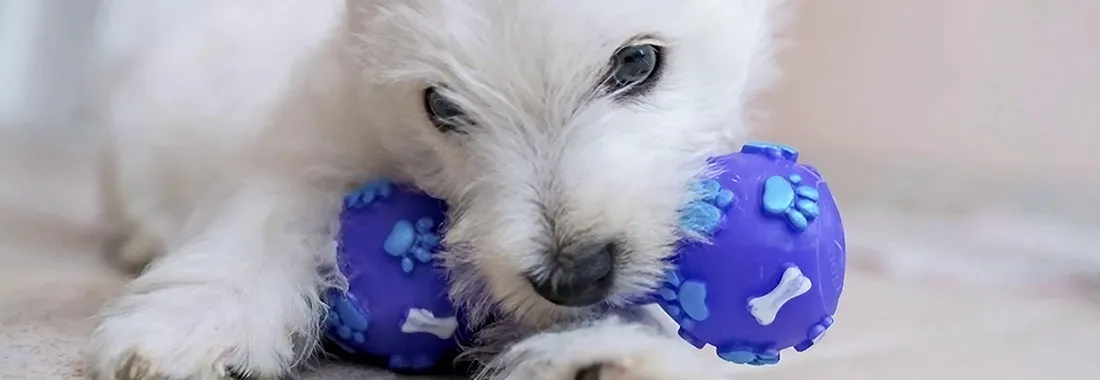  Pet Toy 
